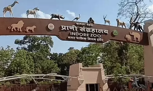 Indore : कमला नेहरू चिड़ियाघर में गर्मियों में जानवरों की खास देखभाल Indore : कमला नेहरू चिड़ियाघर में गर्मियों में जानवरों की खास देखभाल