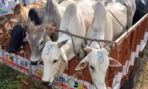 Odisha : पशु तस्करों को पनाह देने के आरोप में आठ गिरफ्तार, हथियार और गाड़ियां जब्त