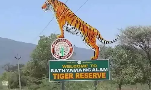 सत्यमंगलम टाइगर रिज़र्व में 42 अवैध रिसॉर्ट सील, तमिलनाडु सरकार ने मद्रास HC को बताया सत्यमंगलम टाइगर रिज़र्व में 42 अवैध रिसॉर्ट सील, तमिलनाडु सरकार ने मद्रास HC को बताया