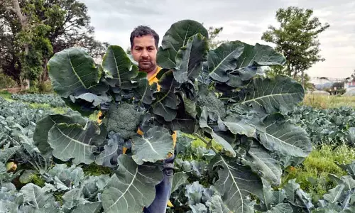 Kangra के किसान ने ऑफ-सीज़न में 6,000 ब्रोकली के पौधे उगाए, 500 रुपये प्रति किलोग्राम तक का भाव मिला Kangra के किसान ने ऑफ-सीज़न में 6,000 ब्रोकली के पौधे उगाए, 500 रुपये प्रति किलोग्राम तक का भाव मिला