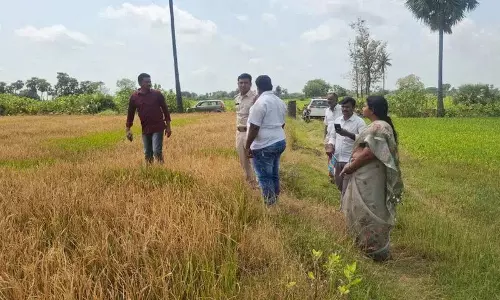 Farmer श्रीदेवी की 5.14 एकड़ धान की फ़सल खरपतवारनाशक से बर्बाद; 5 लाख रुपये का नुकसान Farmer श्रीदेवी की 5.14 एकड़ धान की फ़सल खरपतवारनाशक से बर्बाद; 5 लाख रुपये का नुकसान