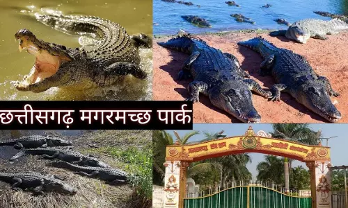 मगरमच्छ संरक्षण से बदली कोटमीसोनार की तस्वीर मगरमच्छ संरक्षण से बदली कोटमीसोनार की तस्वीर