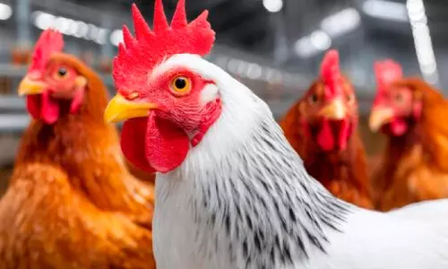 Bird Flu ; बीमारी के प्रसार को रोकने के लिए अत्यधिक सावधानी बरती जाएगी Bird Flu ; बीमारी के प्रसार को रोकने के लिए अत्यधिक सावधानी बरती जाएगी