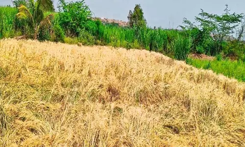 बेमौसम भारी बारिश से प्याज और गेहूं की फसलों को नुकसान; किसानों ने पंचनामा की मांग की बेमौसम भारी बारिश से प्याज और गेहूं की फसलों को नुकसान; किसानों ने पंचनामा की मांग की