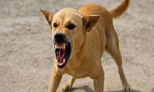 ग्रामीण इलाकों में आवारा कुत्तों का आतंक; नागरिक दहशत में, बच्चे पर हमला ग्रामीण इलाकों में आवारा कुत्तों का आतंक; नागरिक दहशत में, बच्चे पर हमला