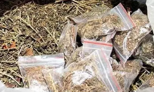 Pune police ने एक बड़ी कार्रवाई में ₹23 लाख का 74 किलो गांजा ज़ब्त किया