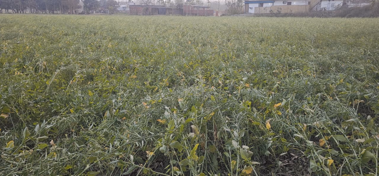 Yamunanagar: मौसम बदलने से किसानों की चिंता बढ़ी Yamunanagar: मौसम बदलने से किसानों की चिंता बढ़ी
