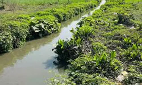 Yamunanagar: फसल नुकसान से किसान चिंतित, दूषित पानी से खेती प्रभावित Yamunanagar: फसल नुकसान से किसान चिंतित, दूषित पानी से खेती प्रभावित