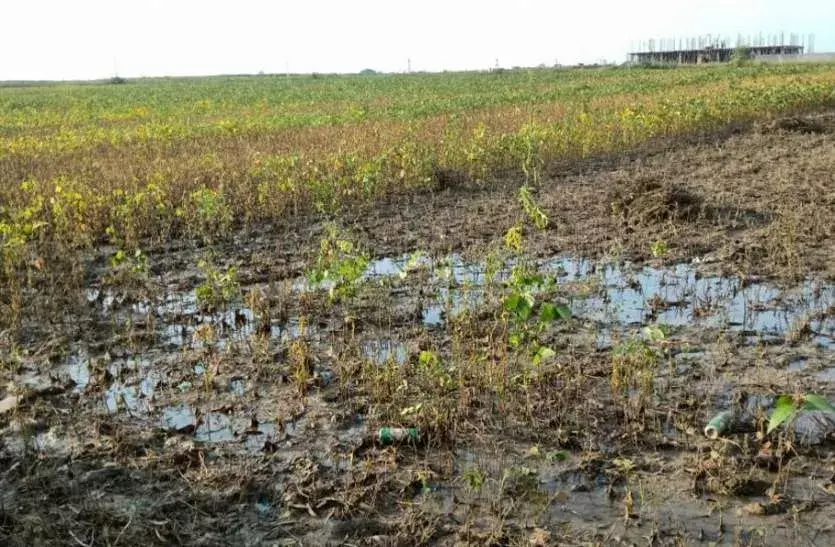 Jaipur: फसल खराब होने पर बीमा का लाभ, 72 घंटे में देनी होगी सूचना Jaipur: फसल खराब होने पर बीमा का लाभ, 72 घंटे में देनी होगी सूचना