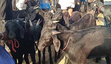 कल रमज़ान का त्योहार है: Ranipet की साप्ताहिक मंडी में बकरियों की बिक्री ज़ोरों पर कल रमज़ान का त्योहार है: Ranipet की साप्ताहिक मंडी में बकरियों की बिक्री ज़ोरों पर