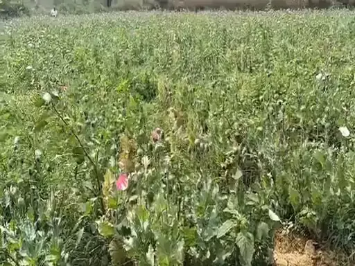 रायगढ़ में भी अफीम की खेती का भंडाफोड़ रायगढ़ में भी अफीम की खेती का भंडाफोड़