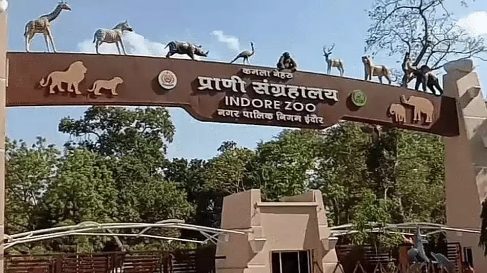 Indore : कमला नेहरू चिड़ियाघर में गर्मियों में जानवरों की खास देखभाल Indore : कमला नेहरू चिड़ियाघर में गर्मियों में जानवरों की खास देखभाल