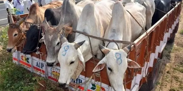 Odisha : पशु तस्करों को पनाह देने के आरोप में आठ गिरफ्तार, हथियार और गाड़ियां जब्त Odisha : पशु तस्करों को पनाह देने के आरोप में आठ गिरफ्तार, हथियार और गाड़ियां जब्त