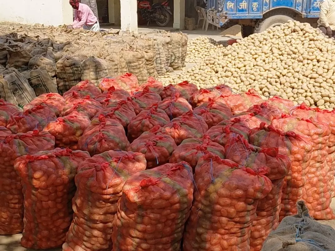 Farrukhabad: सातनपुर मंडी में किसानों को झटका, कीमतों में गिरावट Farrukhabad: सातनपुर मंडी में किसानों को झटका, कीमतों में गिरावट