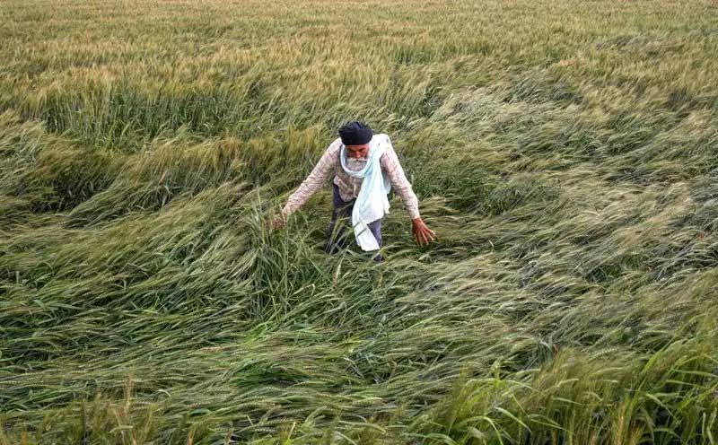 बारिश से Haryana के किसानों में चिंता बारिश से Haryana के किसानों में चिंता