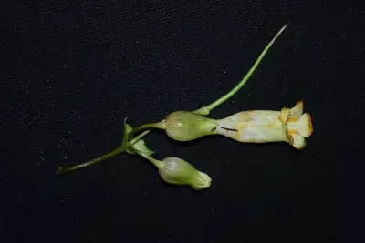 Hidden in Plain Sight: अरुणाचल के जैव-विविधता हॉटस्पॉट में मिली नई प्रजाति Hidden in Plain Sight: अरुणाचल के जैव-विविधता हॉटस्पॉट में मिली नई प्रजाति