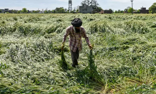 राजस्थान के मुख्यमंत्री ने जिला कलेक्टरों को बारिश से फसलों को हुए नुकसान का सर्वेक्षण करने का दिया निर्देश