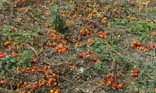 Chhatrapur सरकारी दखल के बावजूद टमाटर किसानों की स्थिति गंभीर