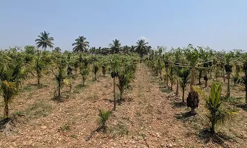 Ranebennur : ओलावृष्टि से पपीते की फसल नष्ट Ranebennur : ओलावृष्टि से पपीते की फसल नष्ट
