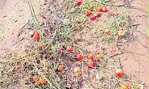 Hailstorm: भेड़-बकरियों की मौत, फ़सलों को नुक़सान Hailstorm: भेड़-बकरियों की मौत, फ़सलों को नुक़सान