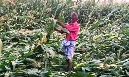 Telangana में ओलावृष्टि और बारिश से खड़ी फसलों को नुकसान, कई ज़िले प्रभावित Telangana में ओलावृष्टि और बारिश से खड़ी फसलों को नुकसान, कई ज़िले प्रभावित