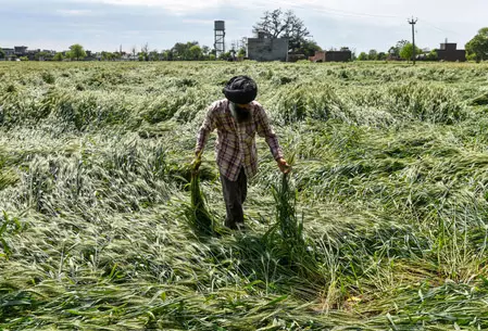 राजस्थान के मुख्यमंत्री ने जिला कलेक्टरों को बारिश से फसलों को हुए नुकसान का सर्वेक्षण करने का दिया निर्देश राजस्थान के मुख्यमंत्री ने जिला कलेक्टरों को बारिश से फसलों को हुए नुकसान का सर्वेक्षण करने का दिया निर्देश