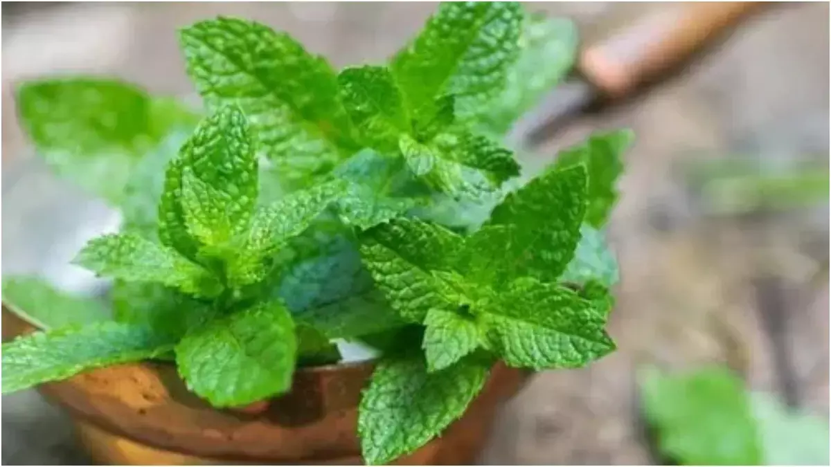 घर पर पुदीना कैसे उगाएँ? यहाँ एक स्टेप-बाय-स्टेप गाइड दी गई घर पर पुदीना कैसे उगाएँ? यहाँ एक स्टेप-बाय-स्टेप गाइड दी गई