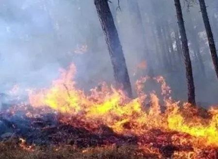 सरगुजा वनमण्डल में वनाग्नि से बचाव की व्यापक तैयारी, टोल फ्री हेल्पलाइन नंबर जारी सरगुजा वनमण्डल में वनाग्नि से बचाव की व्यापक तैयारी, टोल फ्री हेल्पलाइन नंबर जारी
