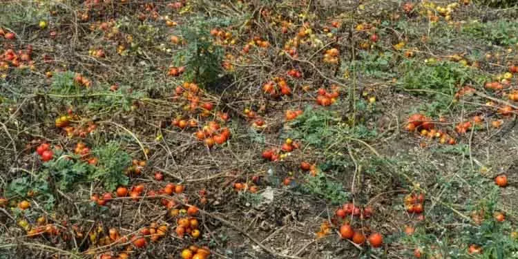 Chhatrapur सरकारी दखल के बावजूद टमाटर किसानों की स्थिति गंभीर Chhatrapur सरकारी दखल के बावजूद टमाटर किसानों की स्थिति गंभीर