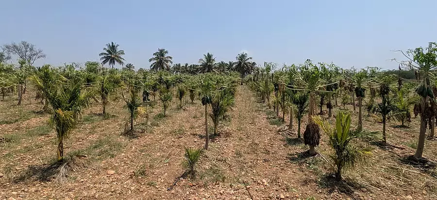 Ranebennur : ओलावृष्टि से पपीते की फसल नष्ट Ranebennur : ओलावृष्टि से पपीते की फसल नष्ट