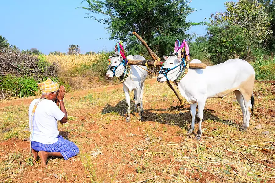 Ugadi लाई खुशियाँ: नीम और गुड़ बांटे गए, और पर्व की शुभकामनाओं का आदान-प्रदान हुआ Ugadi लाई खुशियाँ: नीम और गुड़ बांटे गए, और पर्व की शुभकामनाओं का आदान-प्रदान हुआ
