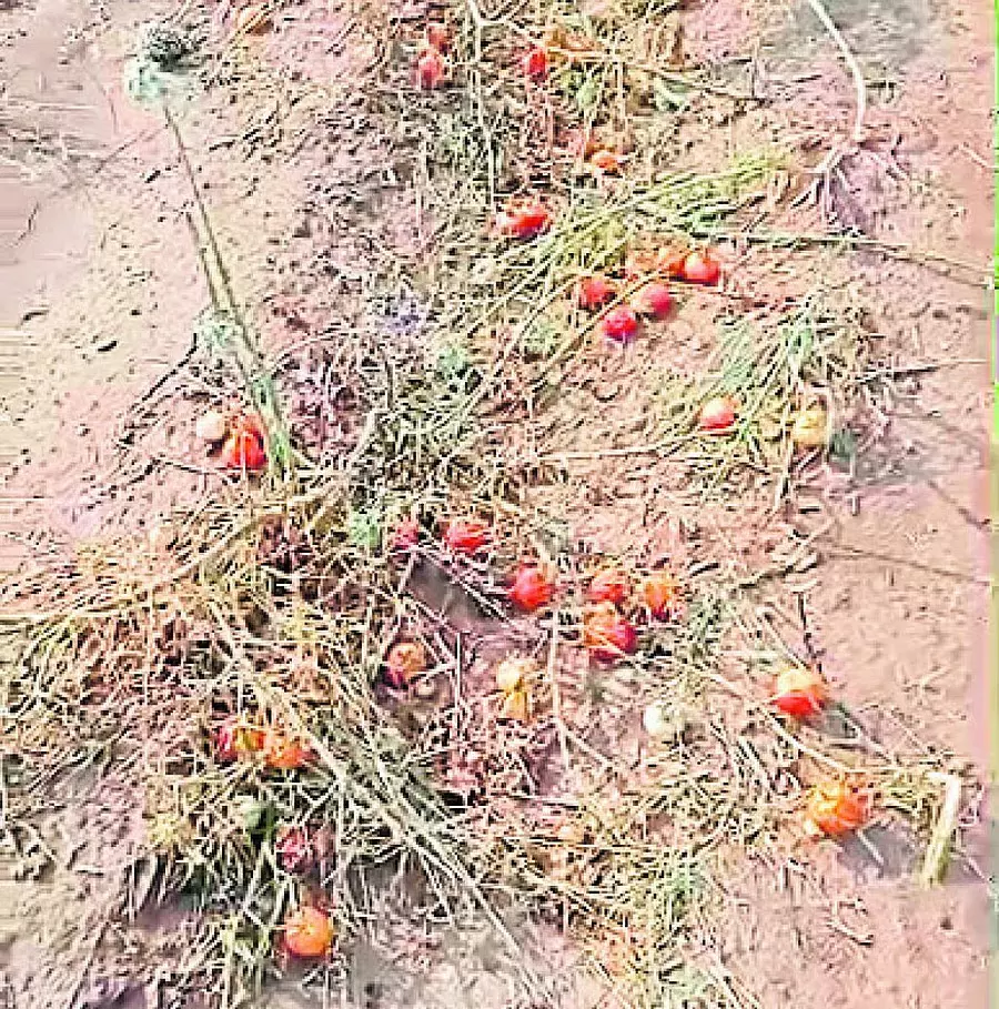 Hailstorm: भेड़-बकरियों की मौत, फ़सलों को नुक़सान Hailstorm: भेड़-बकरियों की मौत, फ़सलों को नुक़सान
