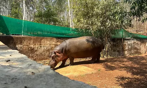 Karnataka: त्यावरेकोप्पा चिड़ियाघर में प्रशिक्षु पशुचिकित्सक के लिए भावना से प्रेरित फैसला घातक साबित हुआ Karnataka: त्यावरेकोप्पा चिड़ियाघर में प्रशिक्षु पशुचिकित्सक के लिए भावना से प्रेरित फैसला घातक साबित हुआ