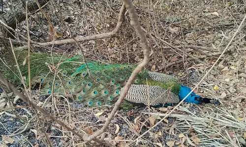 Bengaluru : मोरों की आबादी घट रही है, संदेह व्यक्त Bengaluru : मोरों की आबादी घट रही है, संदेह व्यक्त