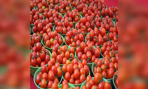टमाटर की कीमतों में गिरावट से किसानों ने फसल की कटाई रोकी