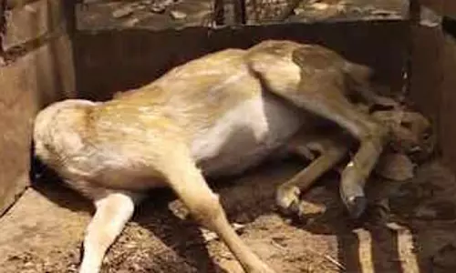 15 हिरणों की मौत को वन वाटिका ने दबाया, जांच के निर्देश