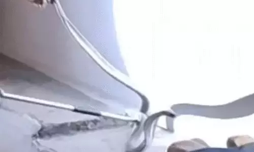 जहरीला नाग सड़क पार करते दिखा, स्नेक कैचर ने किया रेस्क्यू