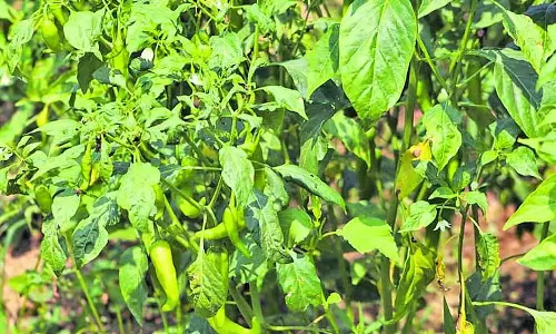 Karnataka : ज़िले में मिर्च की खेती घट रही