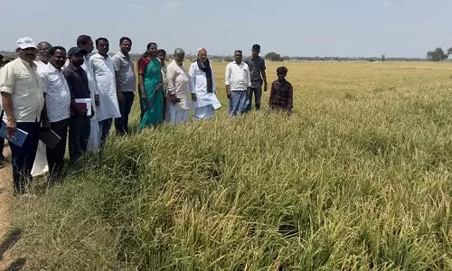 बेमौसम ओलावृष्टि: MLA थुन्नूर ने फसल-क्षतिग्रस्त इलाकों का दौरा किया बेमौसम ओलावृष्टि: MLA थुन्नूर ने फसल-क्षतिग्रस्त इलाकों का दौरा किया