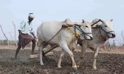 Siddipet: फसल क्षति मुआवजे पर रेवंत के झूठ ने किसानों को चौंका दिया