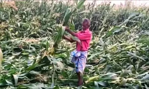 Telangana में ओलावृष्टि से फसलें बर्बाद, किसानों को नुकसान Telangana में ओलावृष्टि से फसलें बर्बाद, किसानों को नुकसान