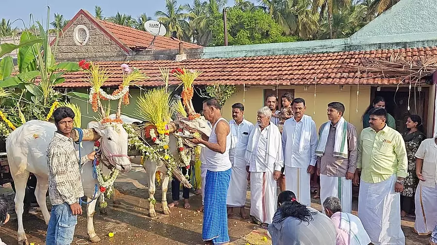 Ugadi : किसान लाल घंटा लगाकर मना रहे हैं जश्न Ugadi : किसान लाल घंटा लगाकर मना रहे हैं जश्न