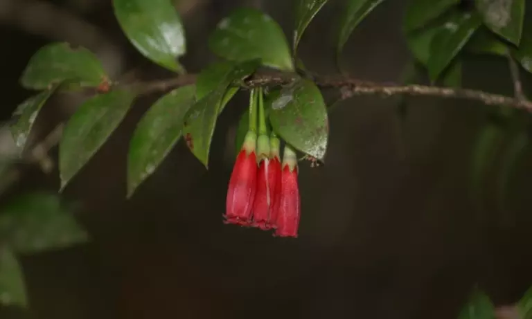 दुर्लभ फूल वाली झाड़ी अगापेटेस वार्डी पहली बार अरुणाचल के चांगलांग में दर्ज की गई