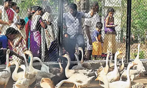 बाहर से आए पक्षियों के ज़रिए Guindy पार्क में फैला बर्ड फ़्लू : बचाव के उपाय तेज़ किए गए