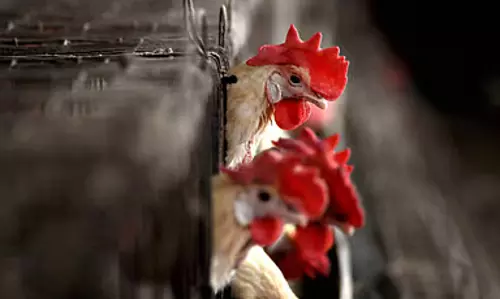 Bird Flu के प्रसार को रोकने के लिए विशेष उपाय : जन स्वास्थ्य विभाग Bird Flu के प्रसार को रोकने के लिए विशेष उपाय : जन स्वास्थ्य विभाग