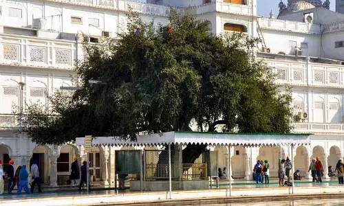 Punjab: स्वर्ण मंदिर में सदियों पुराना ‘बेर’ का पेड़ और बेर का फल Punjab: स्वर्ण मंदिर में सदियों पुराना ‘बेर’ का पेड़ और बेर का फल
