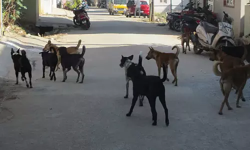 Karnataka ; अनेकल में आवारा कुत्तों की समस्या बढ़ी Karnataka ; अनेकल में आवारा कुत्तों की समस्या बढ़ी
