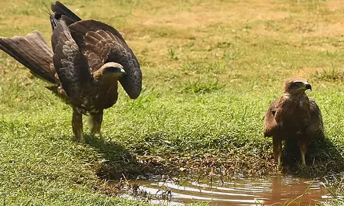 Karnataka : वन विभाग ने प्यास से बेहाल जानवरों और पक्षियों को बचाने के प्रयास तेज़ किए, Karnataka : वन विभाग ने प्यास से बेहाल जानवरों और पक्षियों को बचाने के प्रयास तेज़ किए,