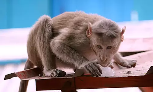 Andhra : बंदरों के झुंड के हमले के बाद एक बुज़ुर्ग महिला की मौत Andhra : बंदरों के झुंड के हमले के बाद एक बुज़ुर्ग महिला की मौत