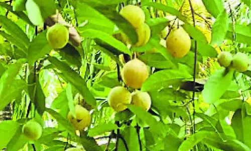 Agriculture : जायफल किसानों को मजबूती देता है Agriculture : जायफल किसानों को मजबूती देता है